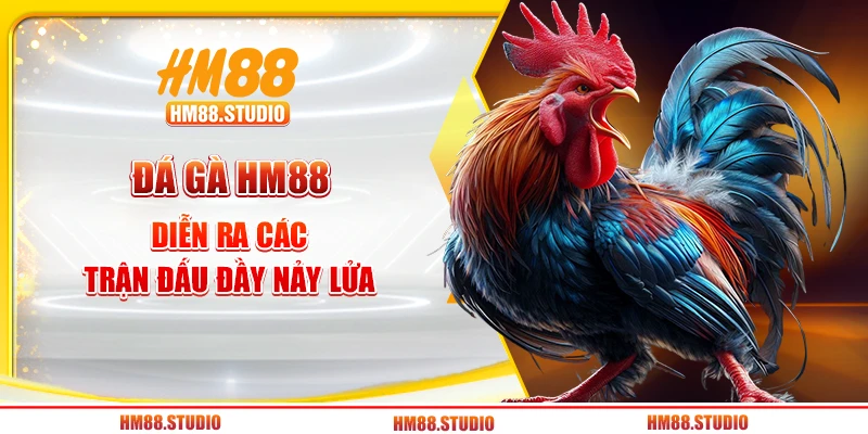 Đá gà HM88 diễn ra các trận đấu đầy nảy lửa